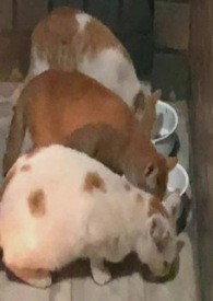 �ܶ�̫̫����¼���� ���� ���� ���죩